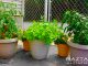 Container Gardening for Rooftops, Patios, Small Spaces or No Yard