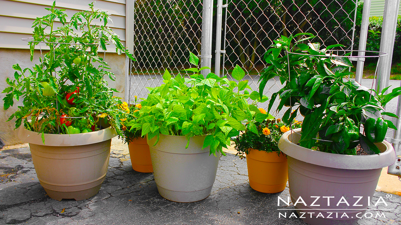 Container Gardening for Beginners - Naztazia